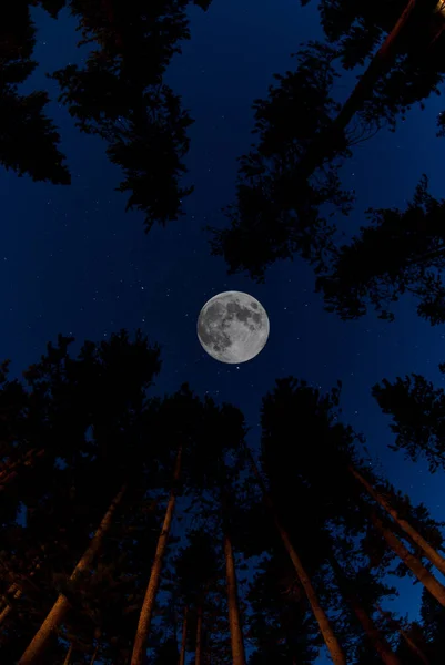 Pine bomen bos met volle maan — Stockfoto
