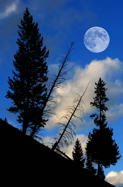 Bosque de pinos con luna llena — Foto de Stock