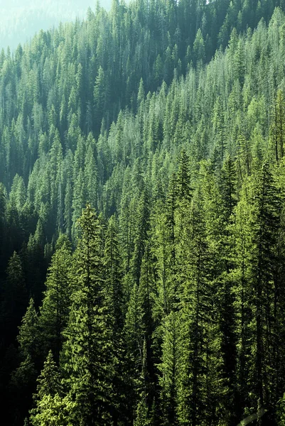 A vadonban, és a hegyek fenyves erdő fák — Stock Fotó