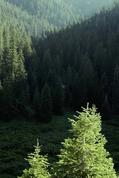 Árboles del bosque de pinos en la naturaleza y las montañas — Foto de Stock