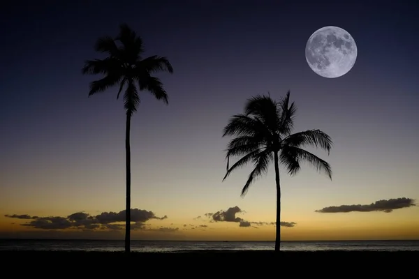 Palmeiras Pôr do sol perto do oceano Praia Localização tropical Lua cheia — Fotografia de Stock