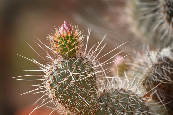 Cactus met stekels en Blossom in droge woestijn — Stockfoto