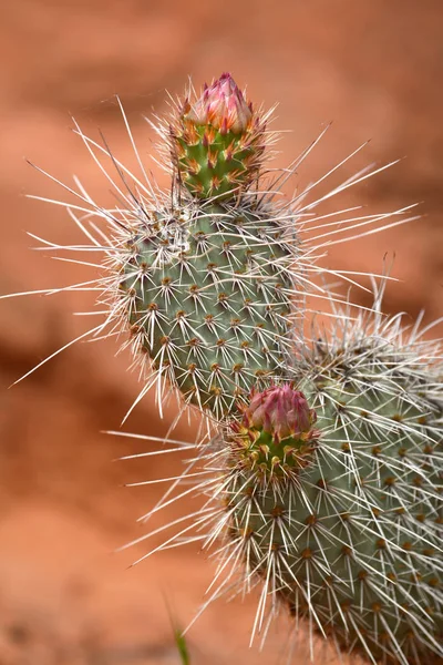 Cactus con espinas y flor en el desierto seco —  Fotos de Stock