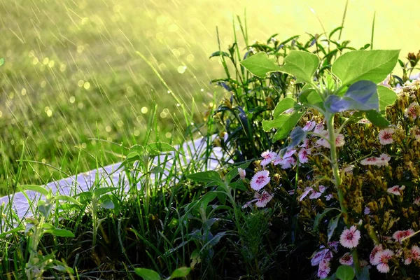 Caindo água da chuva em flores em jardim — Fotografia de Stock
