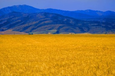 Buğday alan tahıl Dağları ile tarım
