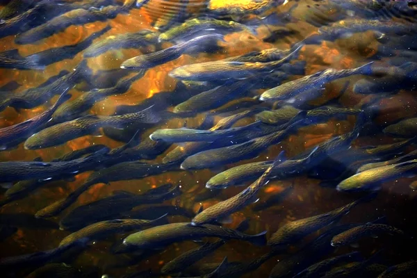 Natación de truchas en el canal en la planta de incubación de peces —  Fotos de Stock