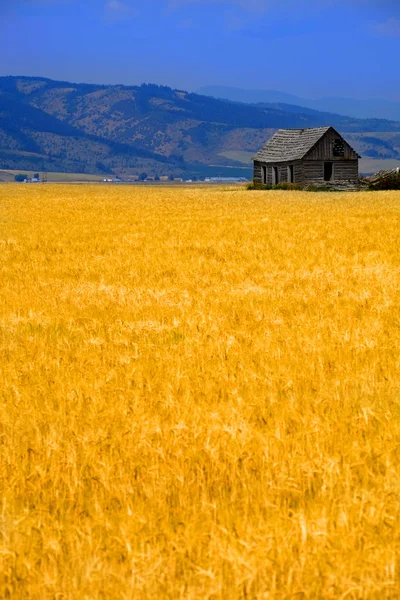 Cabine Old Homestead no campo agrícola de grãos — Fotografia de Stock