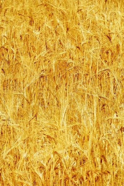 Пшеничное зерноводство спелое и готовое к жатве — стоковое фото