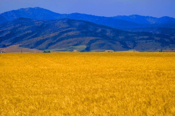 Buğday alan tahıl Dağları ile tarım