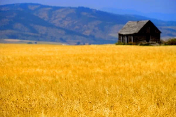 Cabin Old Homestead on Farmground Field of Grain — Stock Photo, Image