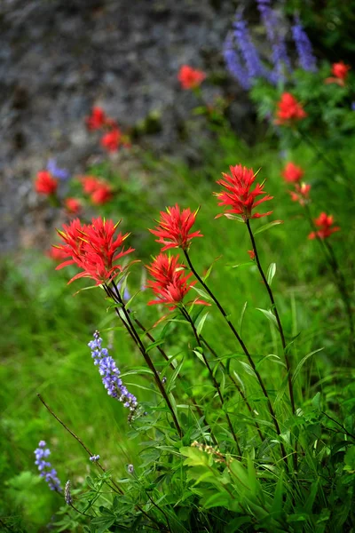 Wildblumen in der Wildnis der Berge — Stockfoto