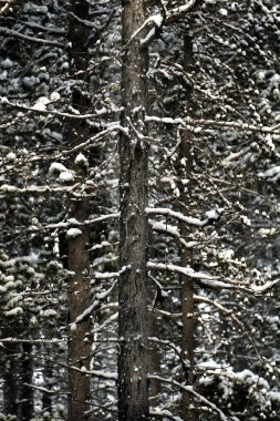 Orman çam ağaçları içinde düşen kış Kar Storm kar pul