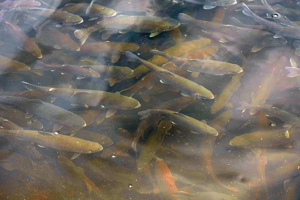 Forel zwemmen in kanaal aan vis broederij — Stockfoto