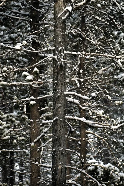 Orman çam ağaçları içinde düşen kış Kar Storm kar pul