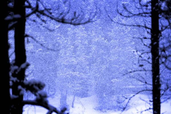 Schneesturm Schneesturm fallen Flocken im Winter — Stockfoto