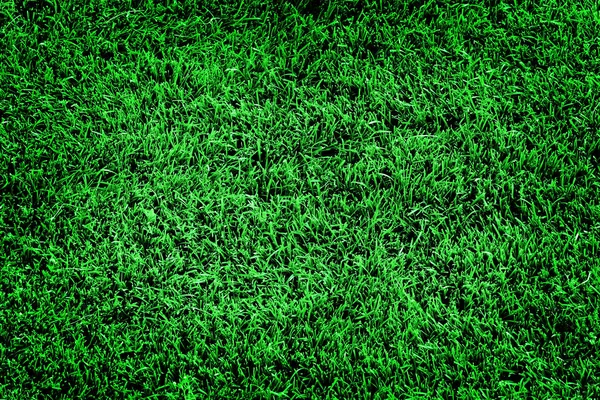 Prato erba verde lussureggiante Morbido vellutato — Foto Stock