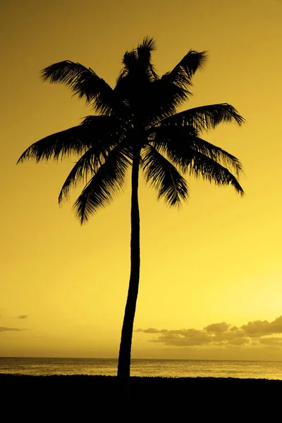 Palm Trees Sunset Cerca de Ocean Beach Ubicación Tropical —  Fotos de Stock