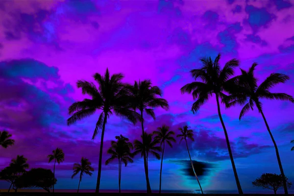 Tropiske palmer Silhuet Solnedgang eller solopgang - Stock-foto