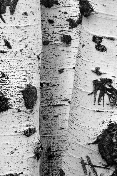 가 단풍 배경에서와 자작나무 — 스톡 사진