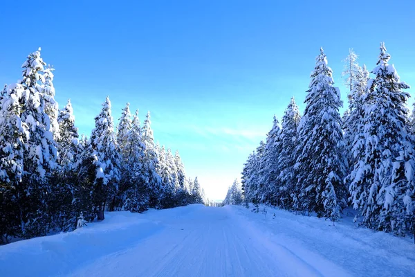 Foresta invernale alberi di pino innevati con sole cielo blu — Foto Stock