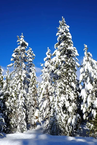 Pinheiros nevados da floresta de inverno com céu azul sol — Fotografia de Stock