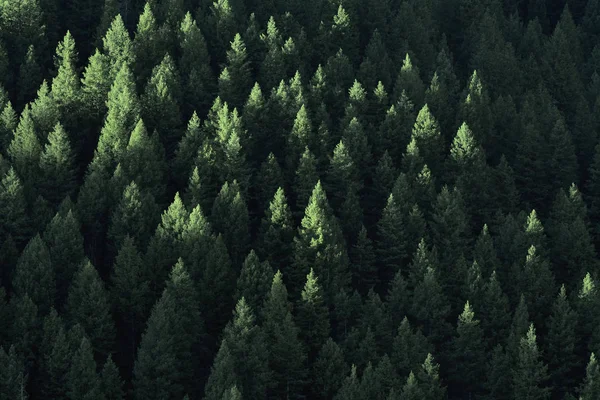 Erdő vadonban fenyőfák — Stock Fotó