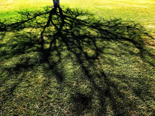 Tree Shadow in Spring on Lush Green Grass — Stok Foto