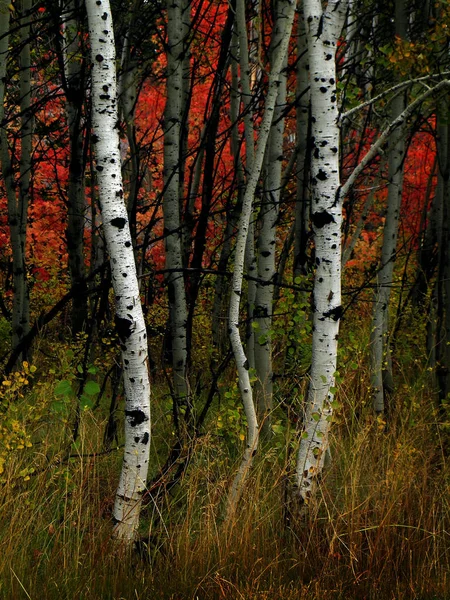 与背景秋天的落叶的秋天白桦树 — 图库照片