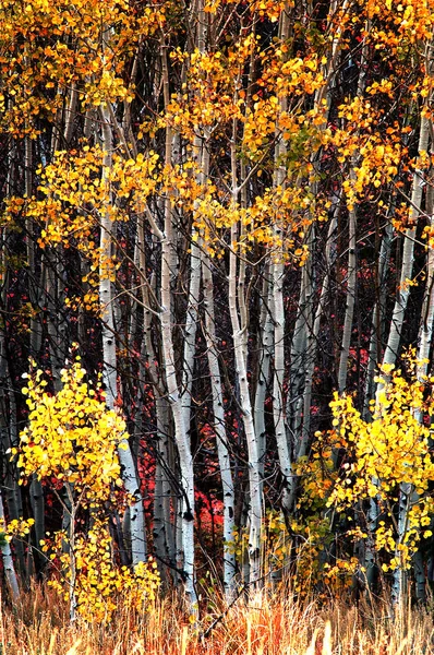 Осінні березові дерева з осіннім листям на задньому плані — стокове фото