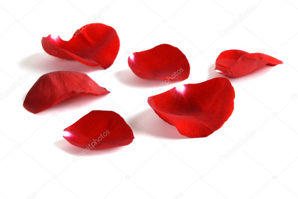 Rose Petals on White Background