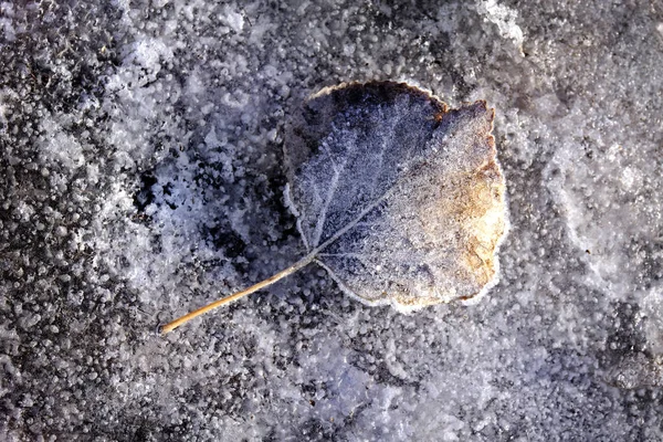 서리에 관한 냉동 나뭇잎 세부 사항 — 스톡 사진