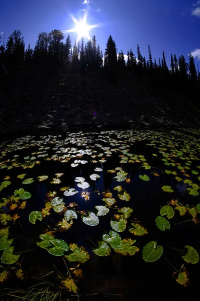 Lily pad leaves floating in water reflecting the sky pine trees — Stock Photo, Image