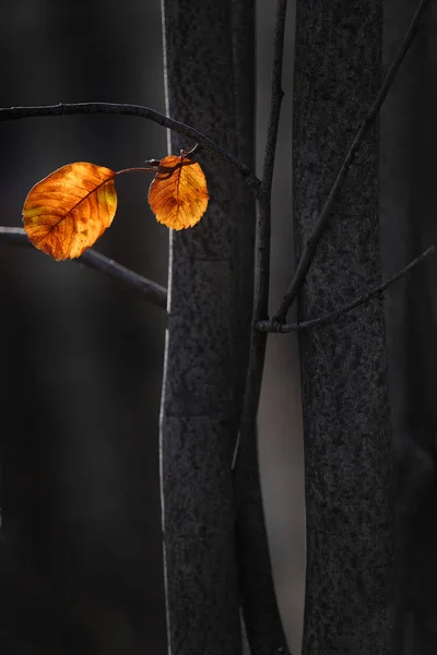 Hojas de otoño aisladas en árboles oscuros — Foto de Stock