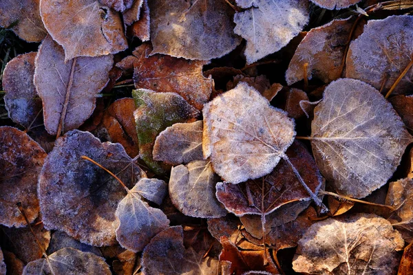 Folhas congeladas Detalhes da geada — Fotografia de Stock