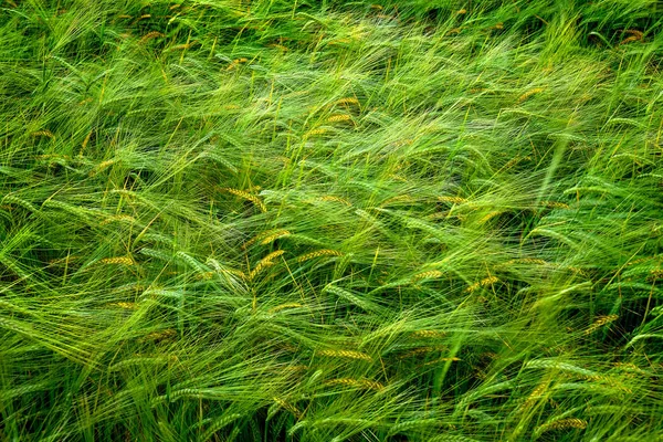 Grain Field Wheat Growth Growing Green Farming Agricultural — Stok fotoğraf