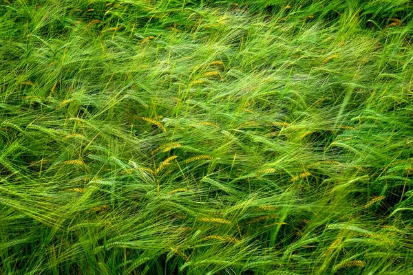 Grãos campo trigo crescimento crescente verde agricultura agrícola — Fotografia de Stock