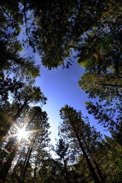 Erdő fenyőfák FISHEYE Lens Sky és Sunstar — Stock Fotó