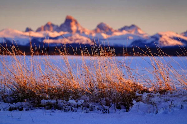 Wild Grass Weeds Sunset Tetons Teton Mountains in Background Bea — Stock Photo, Image
