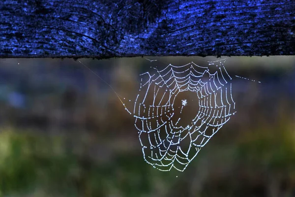 Spinnenweb Met Druppels Dauw Hangend Aan Een Houten Leuning Tegen — Stockfoto