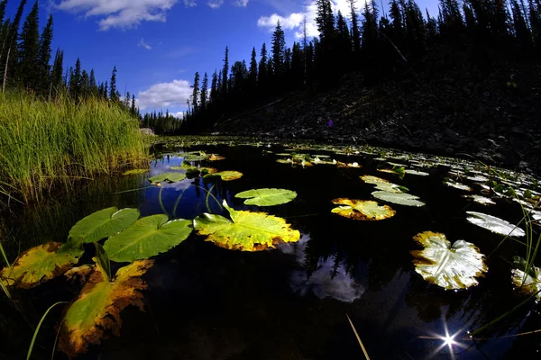 Lily Pads Dark Water Sunlight Glowing Detail Reflecting Sky Pine — Stock Photo, Image