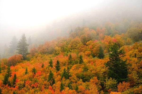 秋の紅葉と山の中腹の松の木が霧に染まって — ストック写真