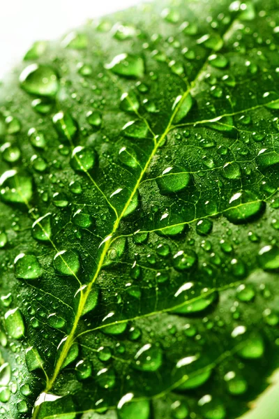 Lush Green Leaf Fresh Water Drops Spring Growth — Stock Photo, Image