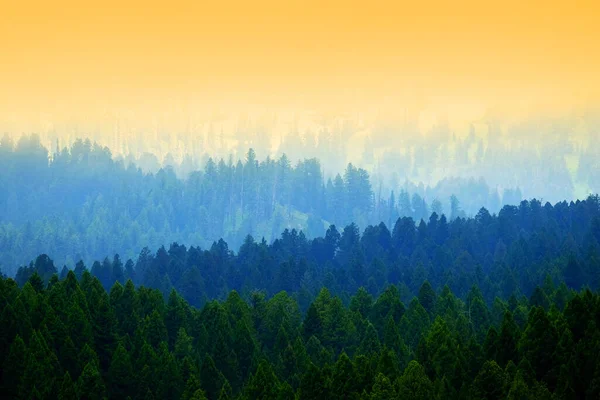 Stürmischer Wald Den Bergen Kiefern Wolken Und Nebel — Stockfoto