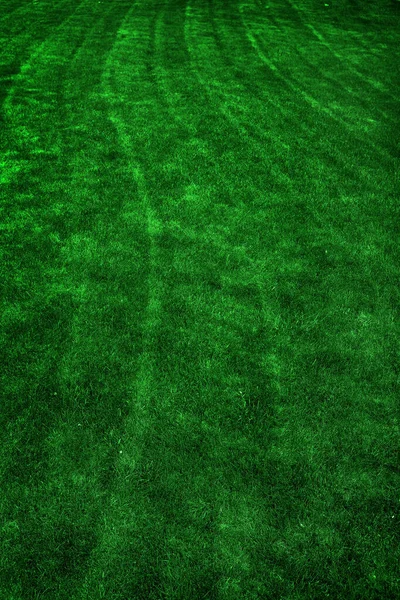 Frodig Grön Gräsmatta Nyligen Klippt Gräs Gård Visar Våren Tillväxt — Stockfoto