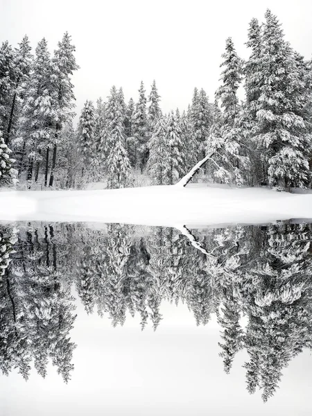 Pini Invernali Bosco Ghiacciato Pini Innevati Amazzonia Deserto Freddo Riflessione — Foto Stock