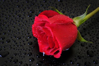 Su damlalı taze kırmızı gül romantik güzelliği damlatır.