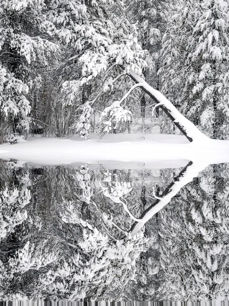 冬季松树冰冻的森林积雪覆盖松树令人惊奇的是野外寒冷的倒映在水面上 — 图库照片