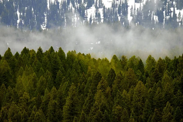 Erdőben Hegyek Ködös Vihar Fenyőfák — Stock Fotó