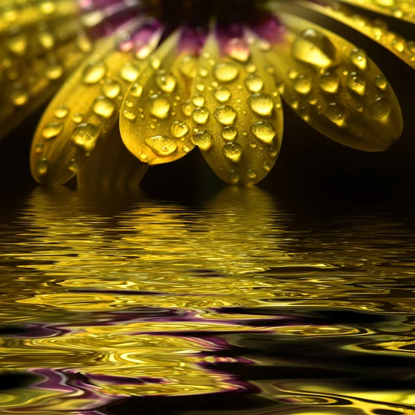 Fresh Yellow Spring Flower Water Drops Reflection — Stock Photo, Image