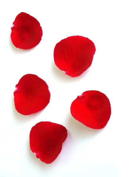 Rose Petals Gift Soft White Background — Stock Photo, Image